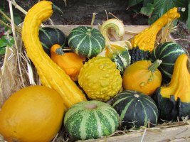 Kürbisse frisch vom Feld