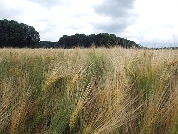 Wintergerste reift ab. Foto: &copy; E. Sprenker