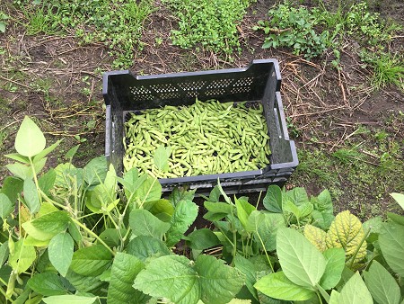 Edamame Ernte September 2017. Foto: © B. Sprenker