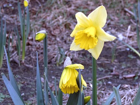 Narzissen. Foto: &copy; E. Sprenker